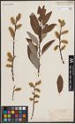Foto von Salix discolor Muhl.